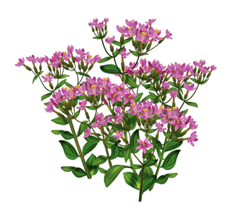 Centaury w kroplach Alkotox